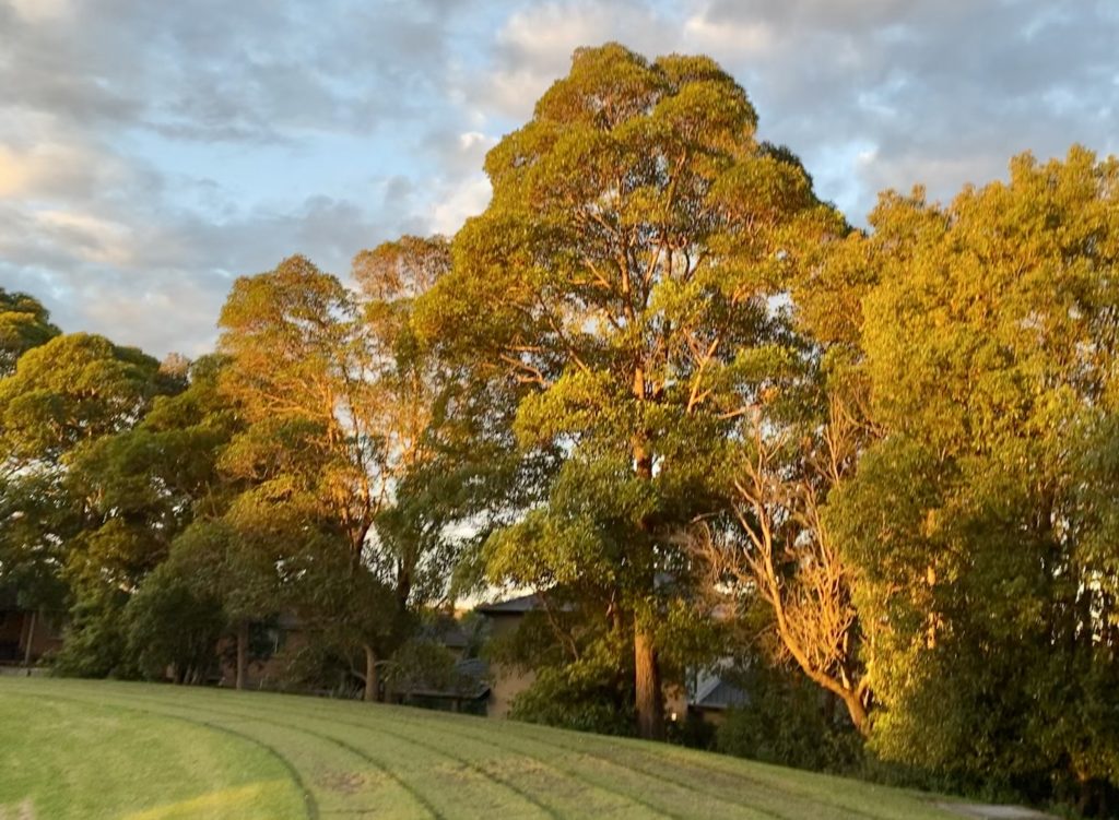 A walk in the park can help lift the mood and help you immerse in the sights and sounds of nature. The photo captures a park with a track for walking. 